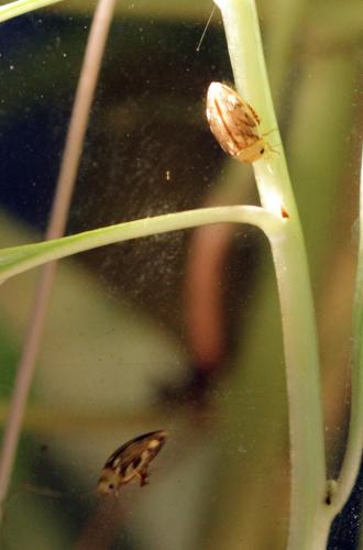Réf. 212 486 : Laccophilus hyalinus